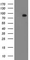 PRKCE / PKC-Epsilon Antibody (clone OTI4G8)