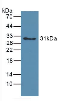 Hemoglobin Antibody (APC, Cy7)