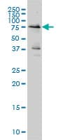 WEE1 Antibody (clone 5B6)