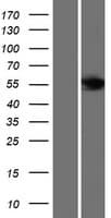 FBXL6 Protein (Over-Expression Lysate Myc-DDK (Flag))