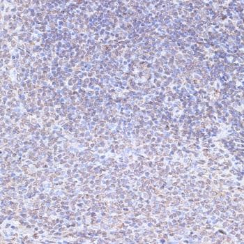 SNW1 / SKIP Antibody