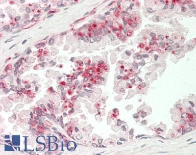 IHC-plus™ Polyclonal Rabbit anti-Human TGFB2 / TGF Beta2 Antibody (aa277-306, IHC, WB)