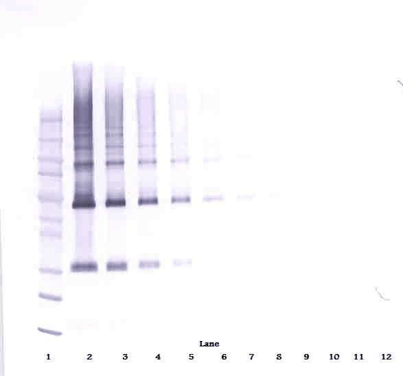 Adiponectin Antibody