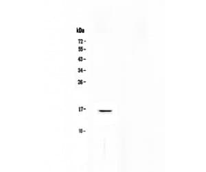 NPC2 Antibody