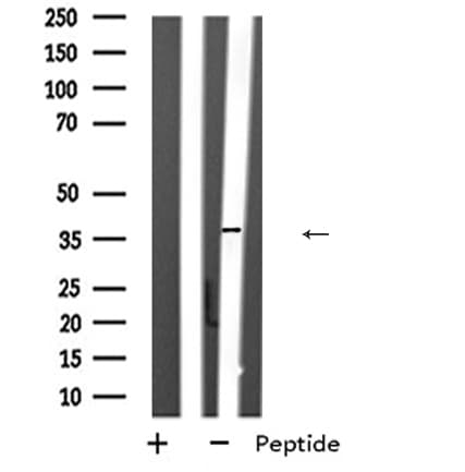 Osteonectin / SPARC Antibody