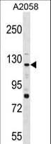 PTPRN2 / Phogrin Antibody (aa161-189)