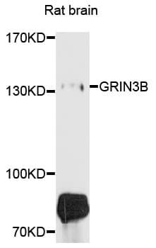Polyclonal Rabbit anti-Human GRIN3B / NR3B Antibody (WB)