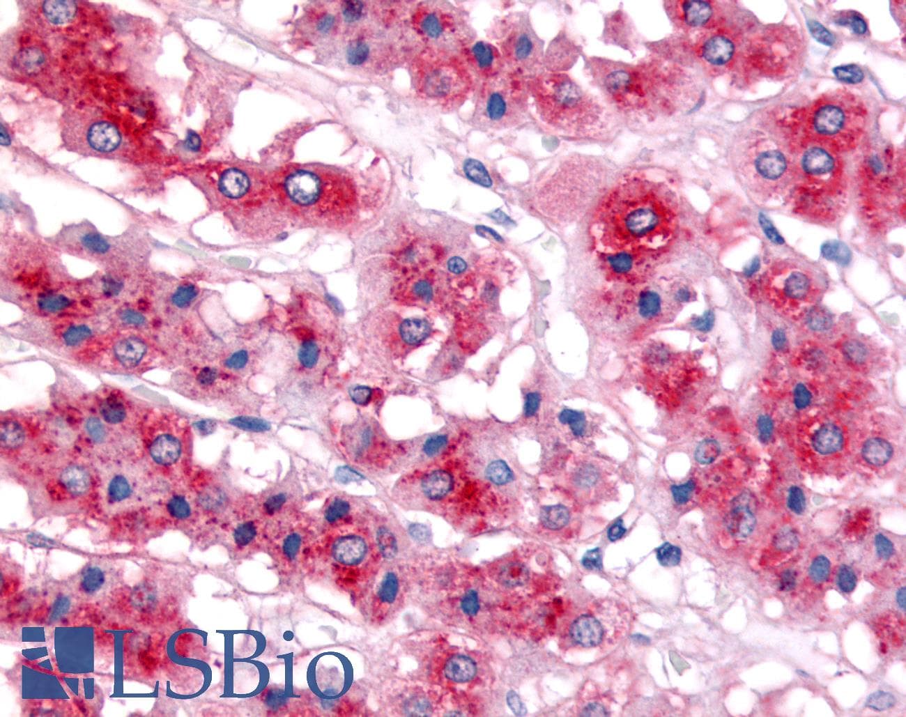 WNK4 Antibody (aa200-300, DY488)