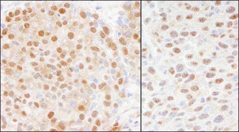 Cullin 4A / CUL4A Antibody (aa700-C-term)