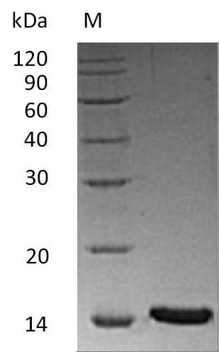 Human INHBA / Inhibin Beta A Protein (Recombinant)