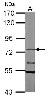 NXF1 / TAP Antibody (aa449-619)