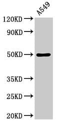 DRD1 / Dopamine Receptor D1 Antibody