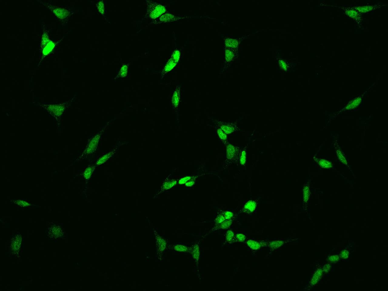 SIX6 Antibody