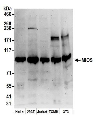 Polyclonal Rabbit anti-Human MIOS / FLJ20323 Antibody (aa825-875, WB)