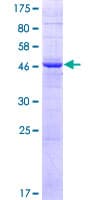 Human PIGX Protein (Recombinant GST)