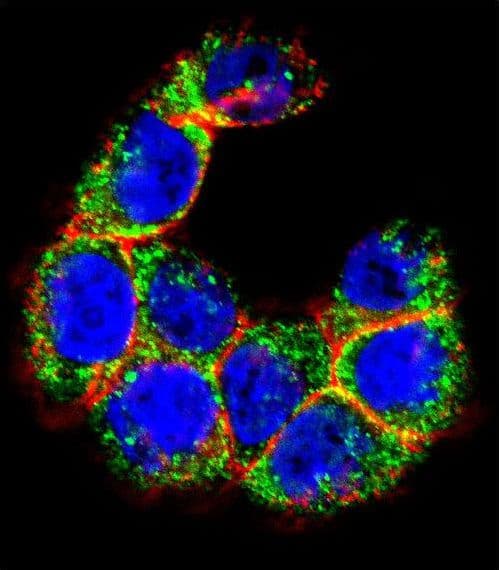 IHC-plus™ MUC20 Antibody (aa654-684)