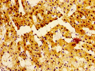 Polyclonal Rabbit anti-Human NTSR2 / NTR2 Antibody (IHC, WB)