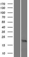 OMP Protein (Over-Expression Lysate Myc-DDK (Flag))