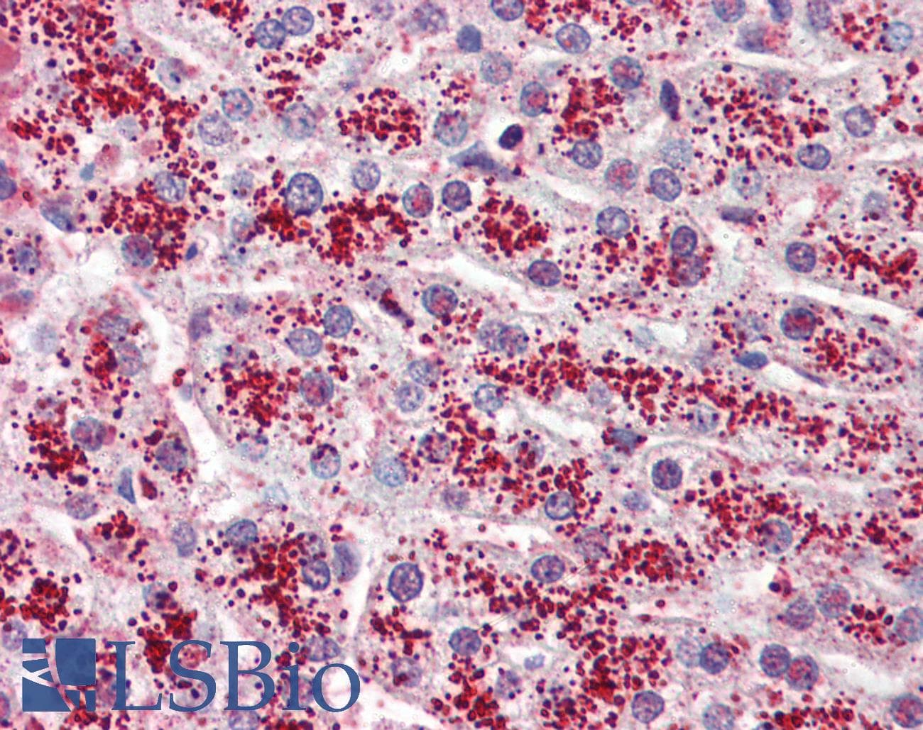 IHC-plus™ GPR119 Antibody (Cytoplasmic Domain)