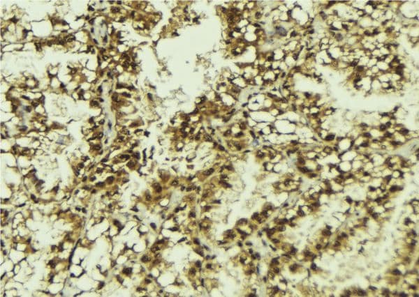 SRSF9 / SFRS9 Antibody