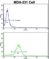 Polyclonal Rabbit anti-Human COLEC11 Antibody (aa50-78, IHC, WB)
