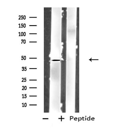 GPR83 Antibody