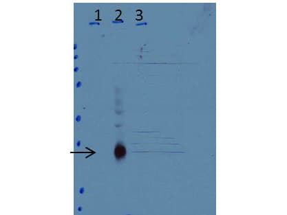 C/EBP Delta / CEBPD Antibody