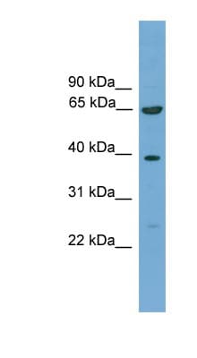 KLHL20 Antibody (aa481-530)