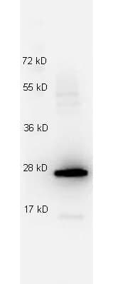 IL27 Antibody (clone 3H12.F10)