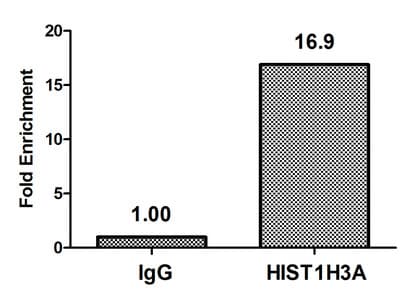 HIST1H3A Antibody