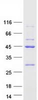Human EIF2B2 Protein (Recombinant Myc-DDK (Flag))