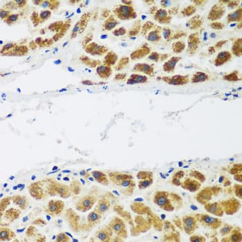 NAT15 Antibody
