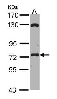 EXOC7 Antibody (aa493-735)