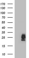 BID Antibody (clone OTI2B6)