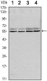 SMAD6 Antibody (clone 5H3)