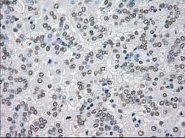 Monoclonal Mouse anti-Human MAP2K4 / MKK4 Antibody (clone OTI8A8, IHC, IF, WB)