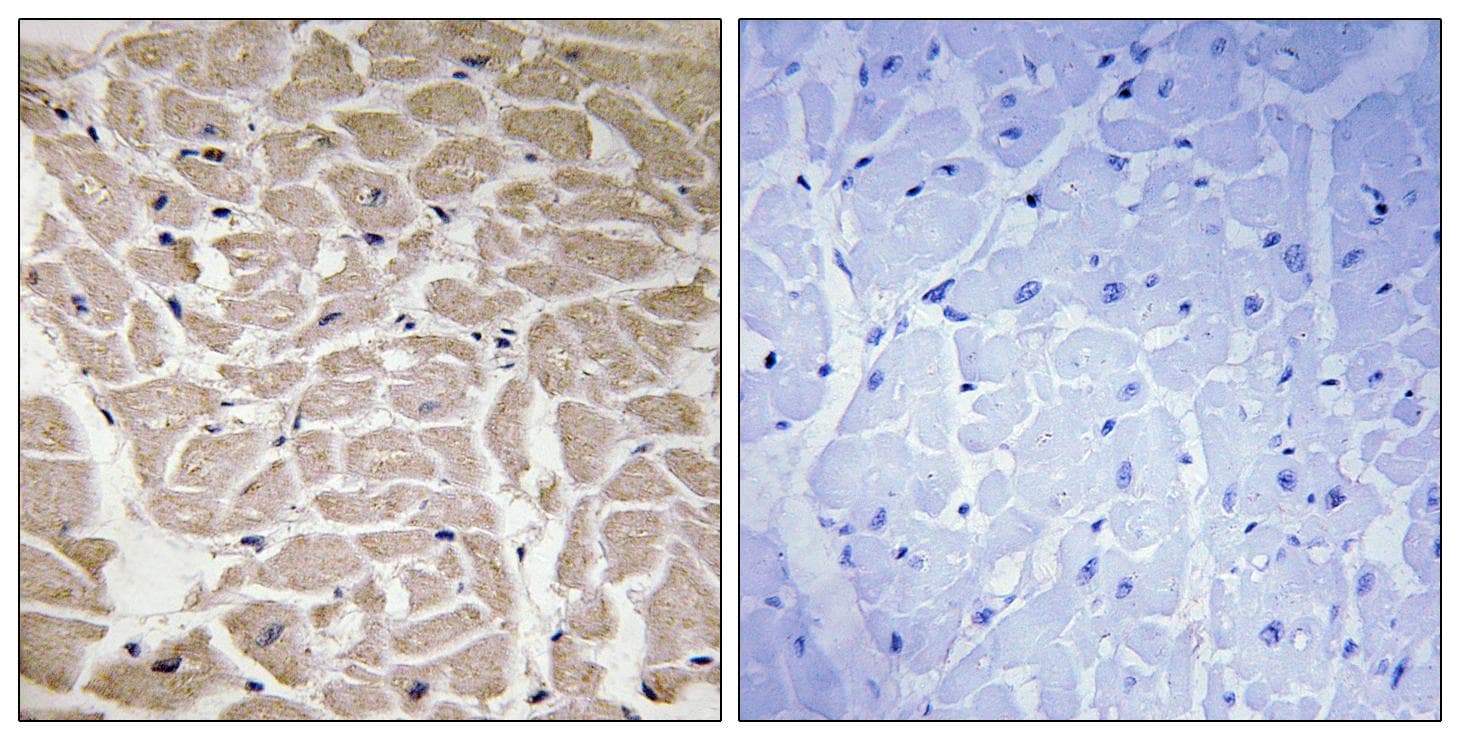 COL16A1 Antibody