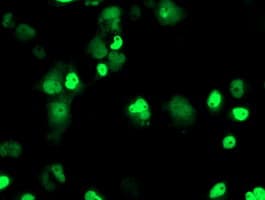 ERCC4 / XPF Antibody (clone OTI2A1)
