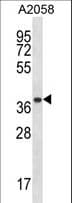 PSMA1 Antibody (aa234-262)
