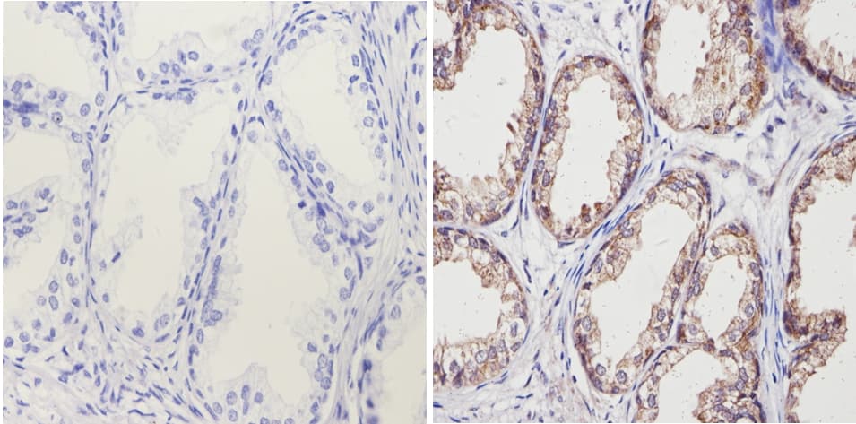 ADRA1A Antibody (3rd intracellular loop)