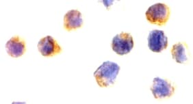 IHC-plus™ AIFM1 / AIF / PDCD8 Antibody