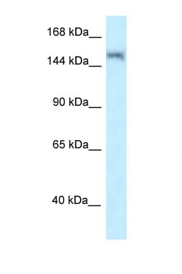 LRRK1 Antibody (aa474-523)