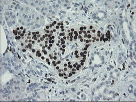 Monoclonal Mouse anti-Human MAFB Antibody (clone OTI2A6, IHC, WB)