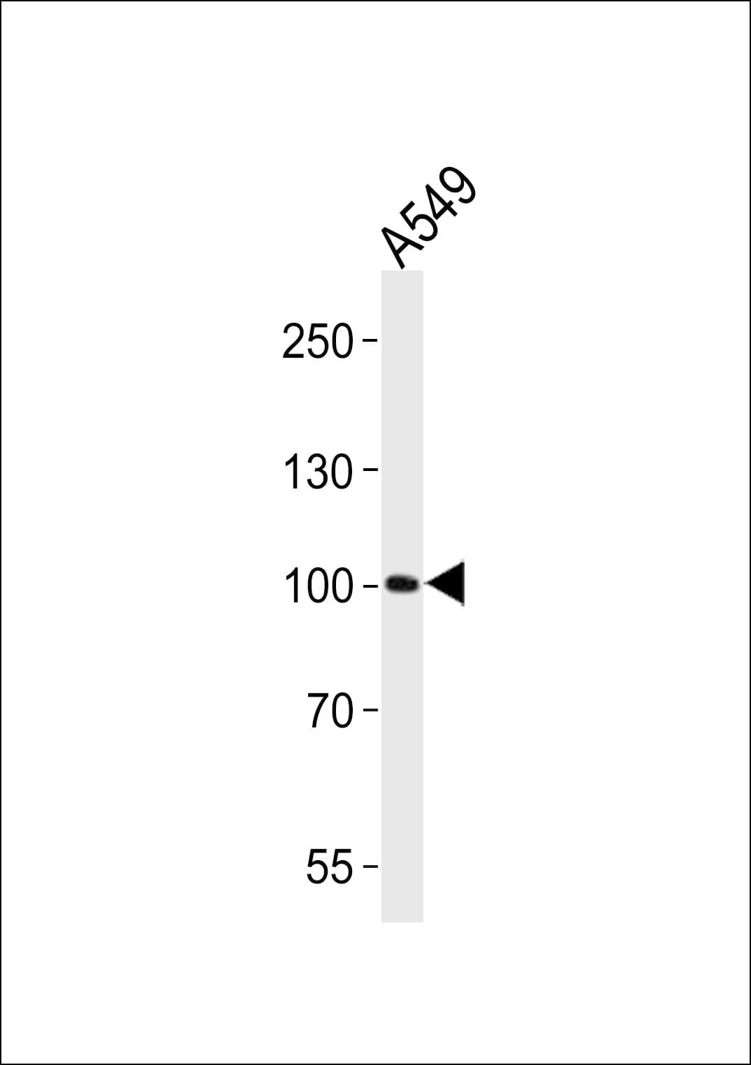 Polyclonal Rabbit anti-Human ZNF287 Antibody (aa124-150, WB)