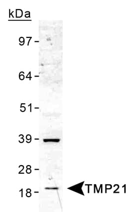 TMED10 / TMP21 Antibody (Internal, Biotin)