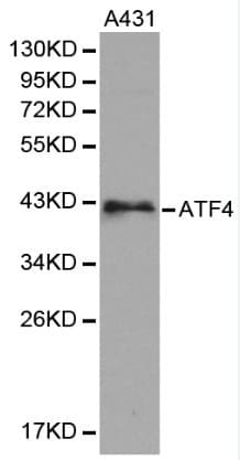 ATF4 Antibody