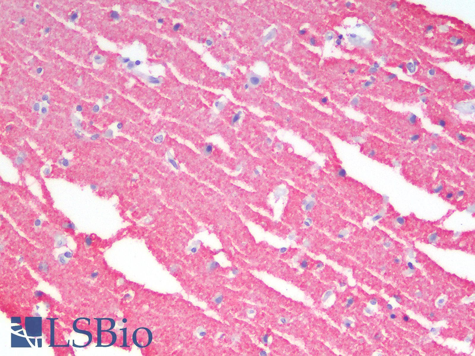 PathPlus™ GAP43 Antibody
