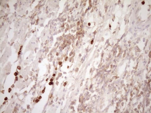 MMP3 Antibody (aa246-477, clone OTI2D4)