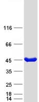 Human PCYT1A / CCT Alpha Protein (Recombinant Myc-DDK (Flag))