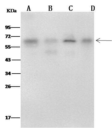 METAP2 Antibody (clone 09, Preservative Free)